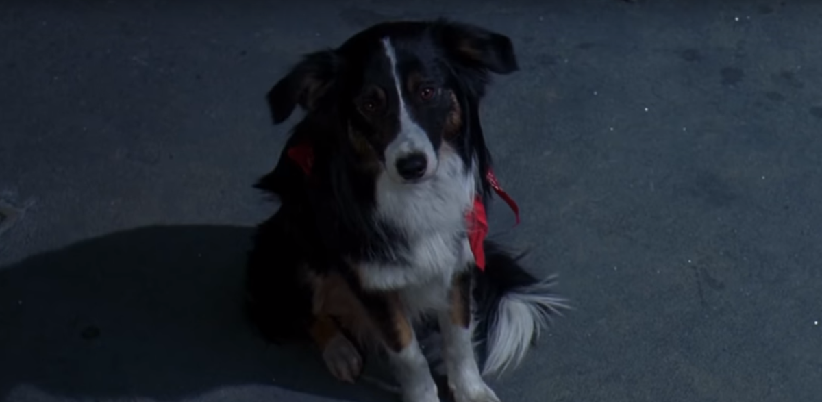  Toby is a companion and emotional support dog for the final girl, and he gets her out of trouble more than once in the movie.