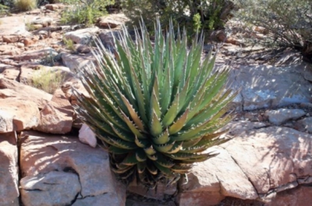 An agave, with its razor-sharp leaves. This was a very important plant to the Native Americans and a staple of their diet.