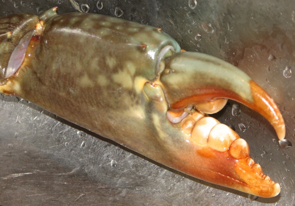 Crab claw in detail