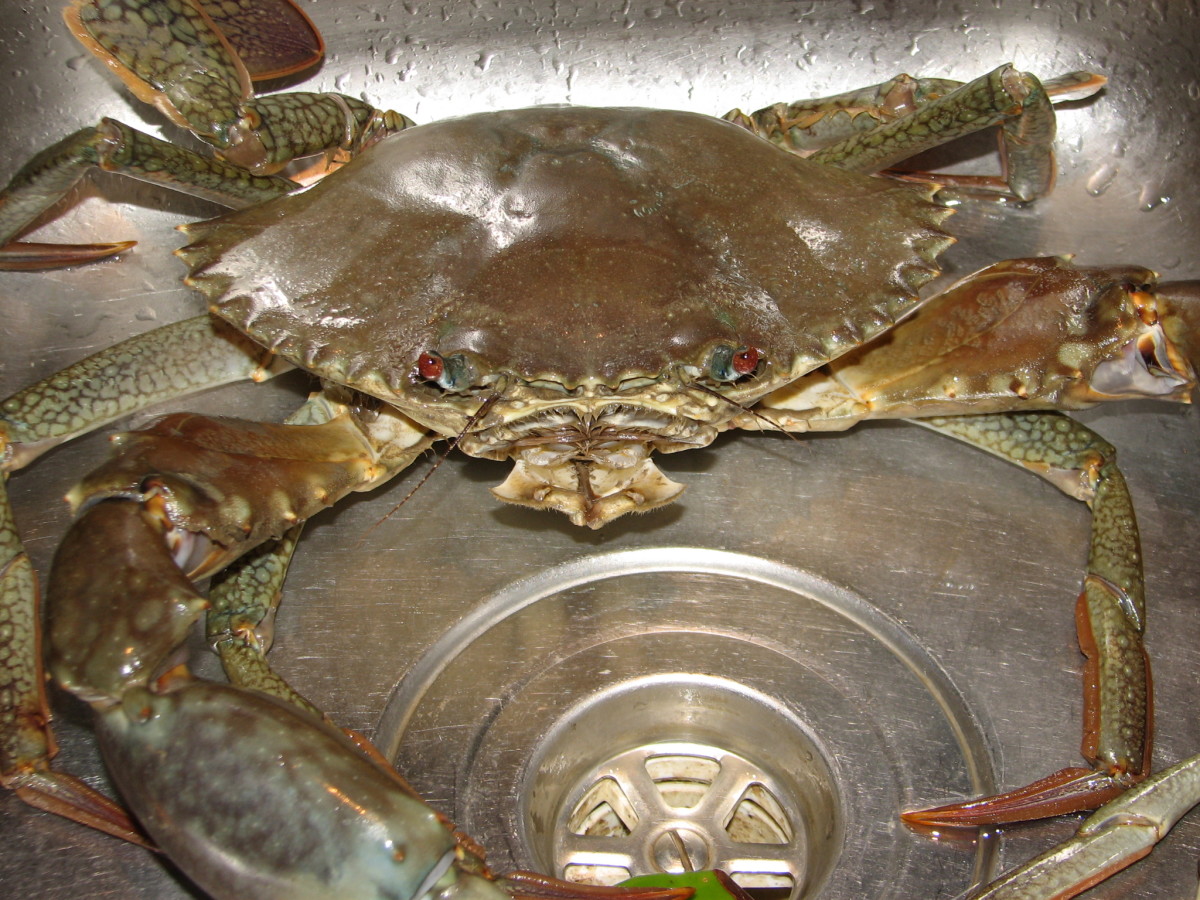 Let's Go Crabbing: How to Catch Mud Crabs