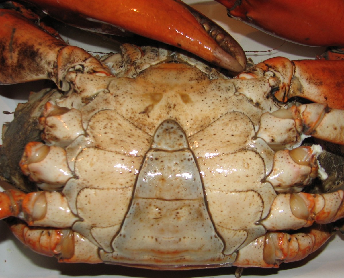 Markings on the underside of a male crab