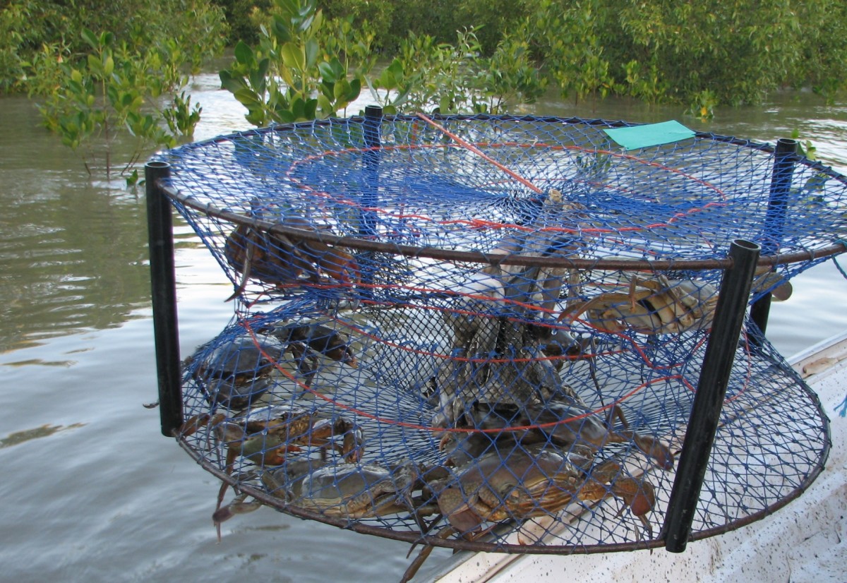 We counted nine crabs in this trap, but all had to go back as they were female or undersize male crabs