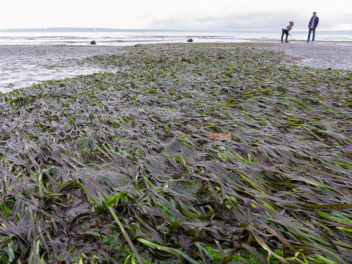 Eel grass beds at low tide. Eel grass is a natural Dungeness crab habitat, find the grass and you'll find crabs.
