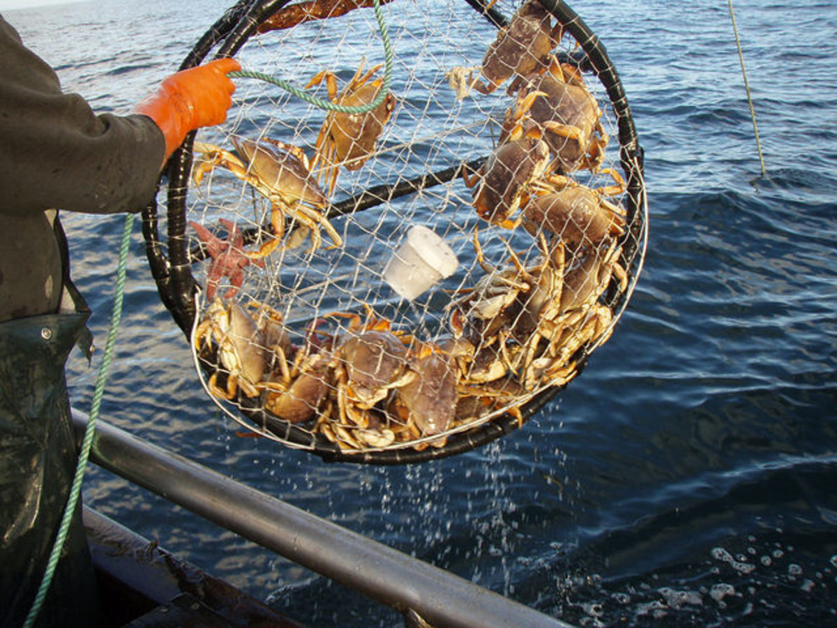 A Very Full Pot of Dungeness Crab!