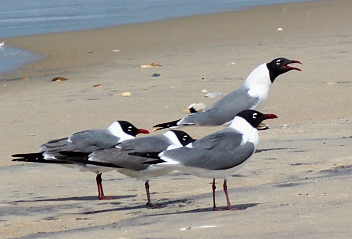 Shore birds on the beach.