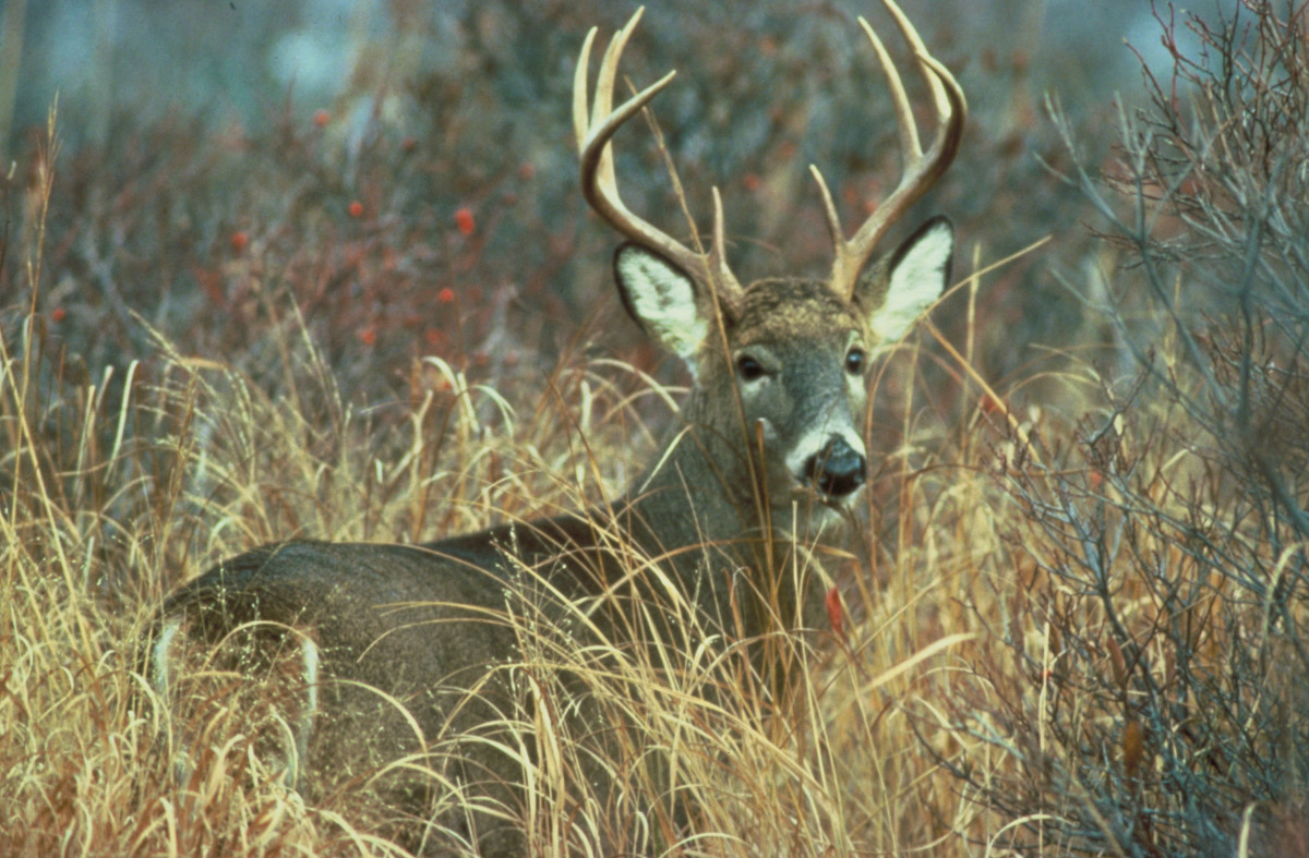 Shed Hunting: How to Find Deer Antler Sheds - HubPages