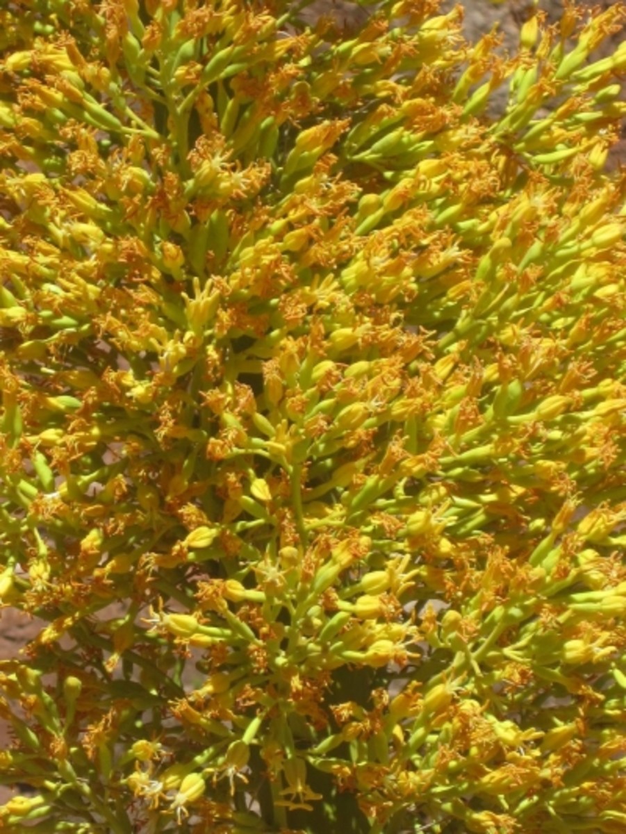 A Century Plant flower close-up