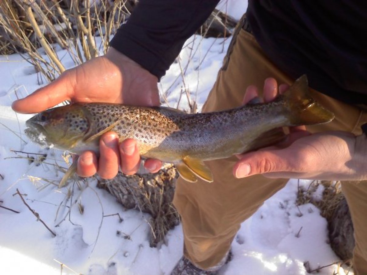 Brown Trout I caught on the Gallatin River