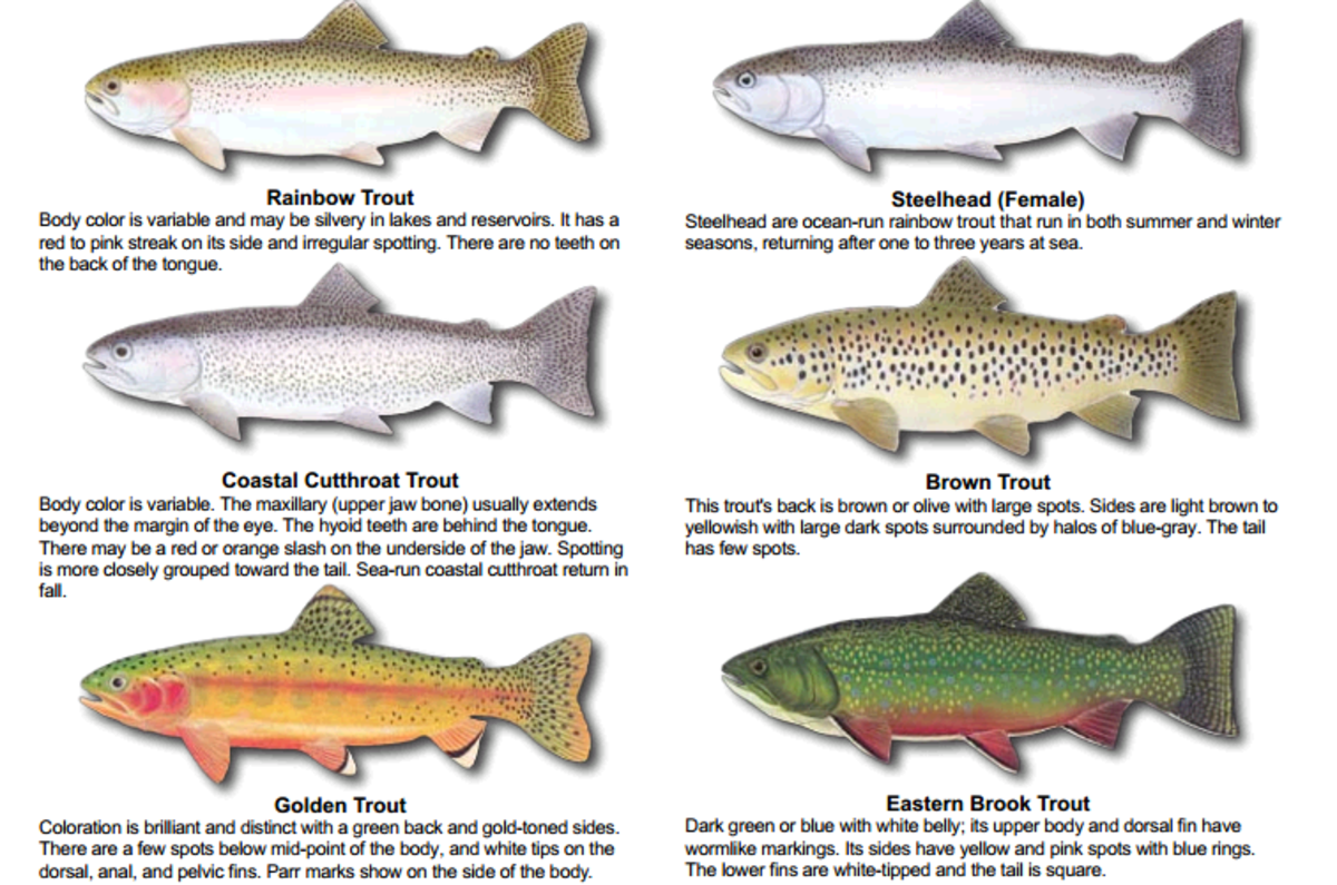 The Complete Guide to Catching Trout with Flies Trout Artificial Lures and Liv 
