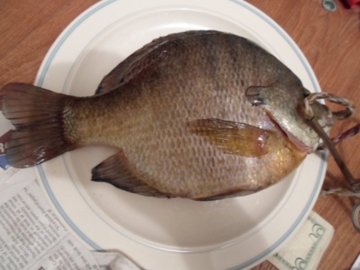 Fishing North Dakota The McClusky Canal and South Hoffer's Lake