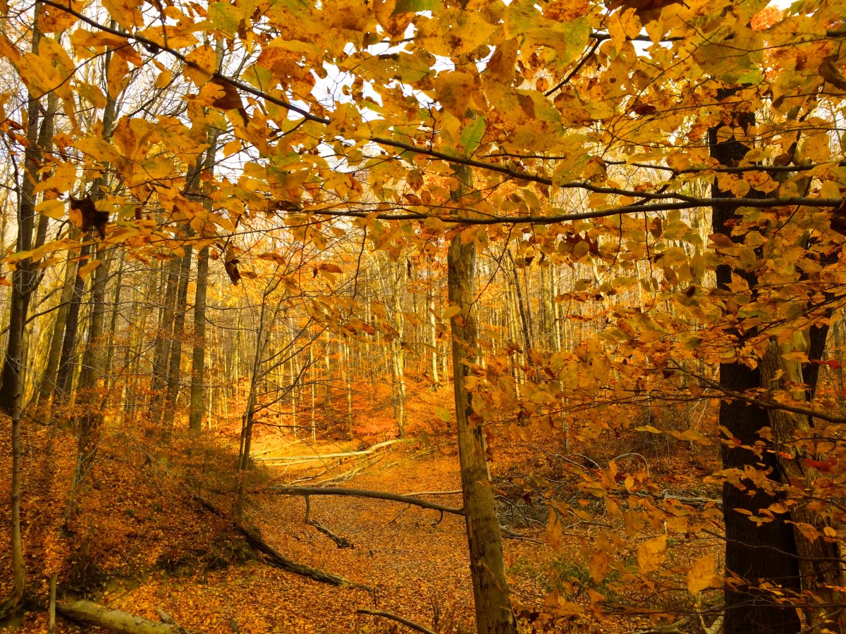 Fall in the Forest: Northeastern Ohio Hiking Hot Spots