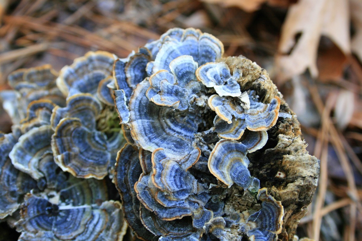 Blue turkey-tail fungi on a tree stump.