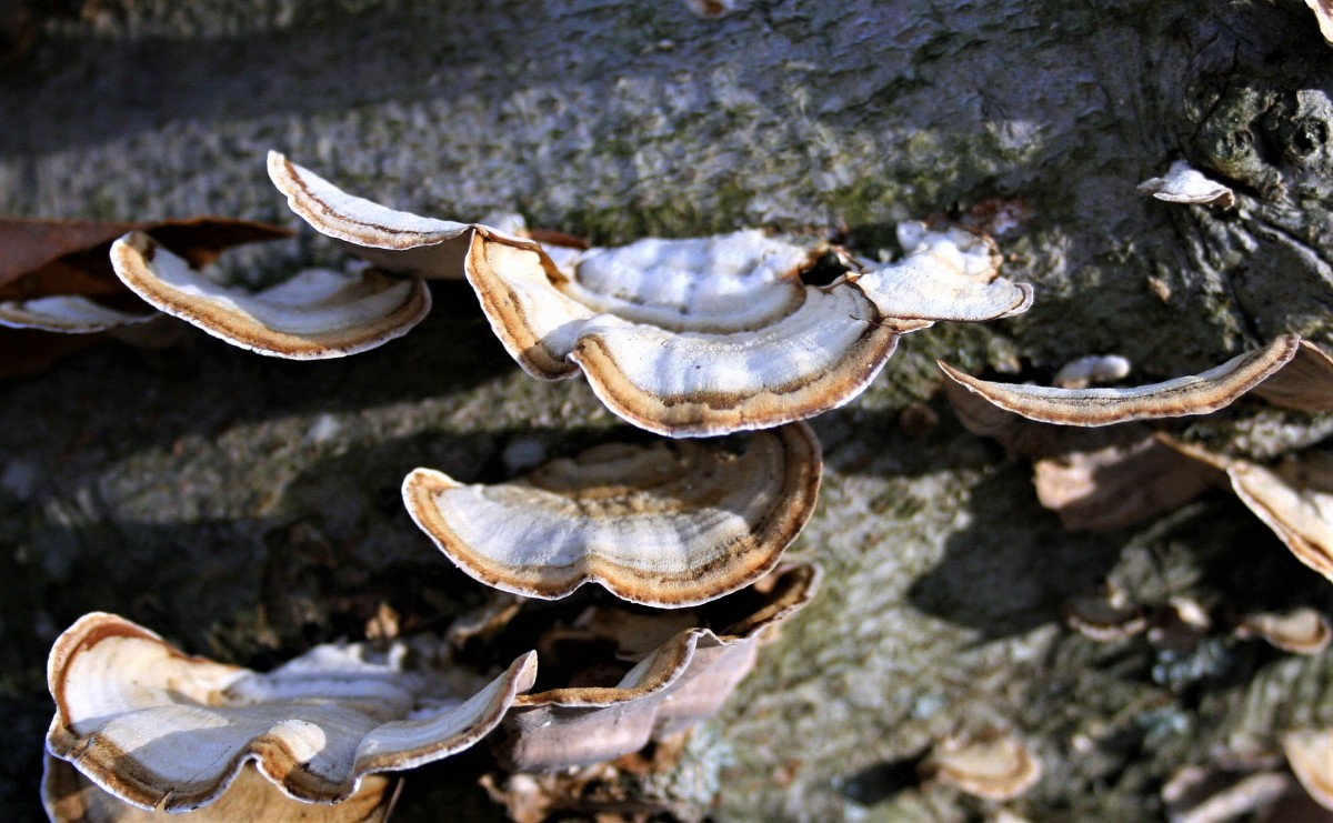 Frilly fungi.
