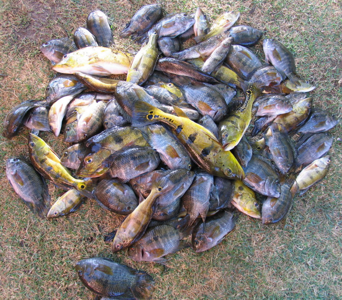 Peacock bass, wolf fish, Oscar, and tilapia