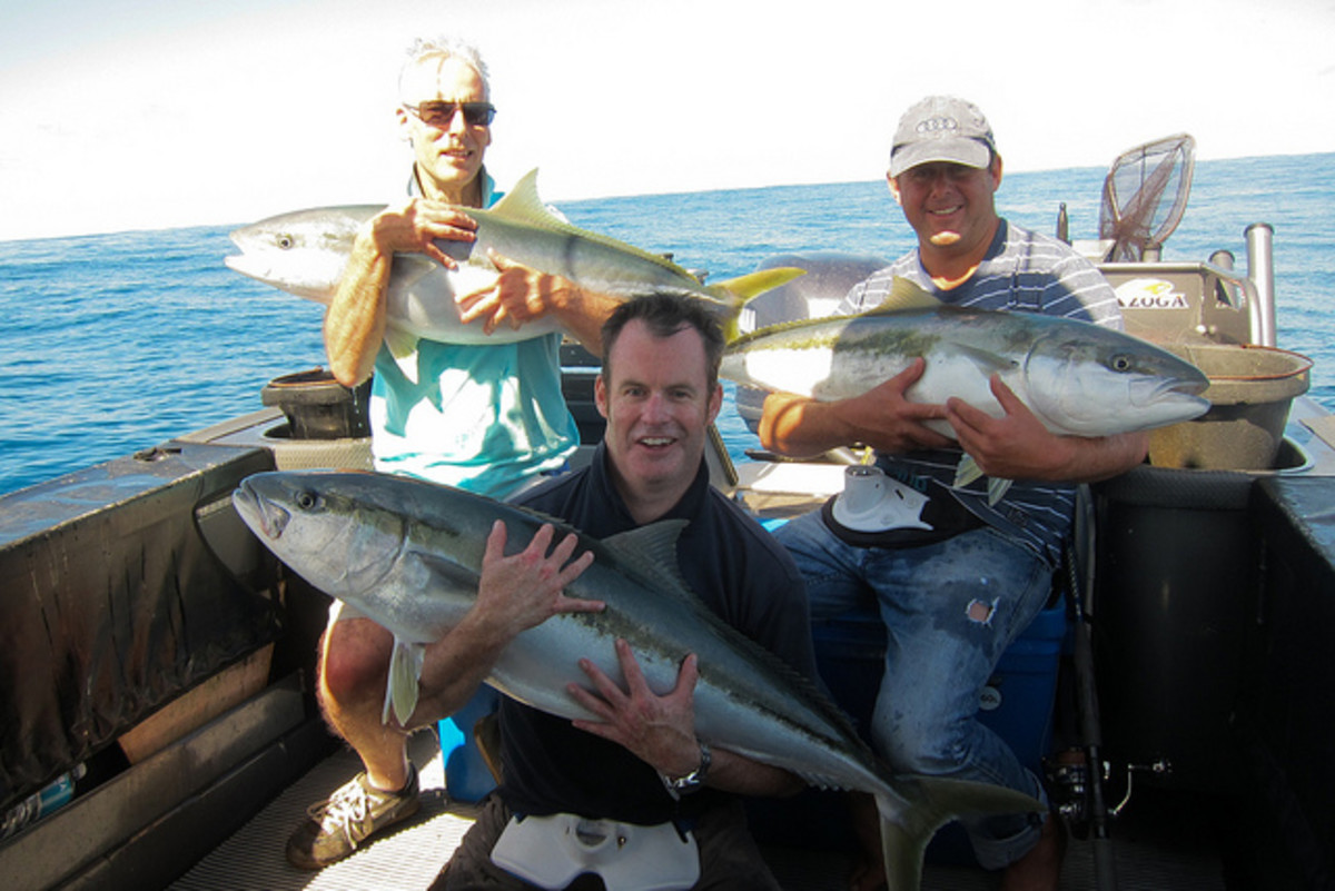 An awesome haul of yellowtail!