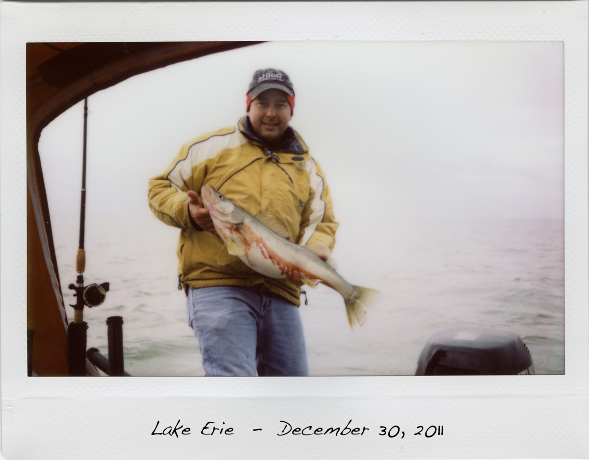 A porky walleye caught trolling on Lake Erie. Notice the line counter trolling reel.