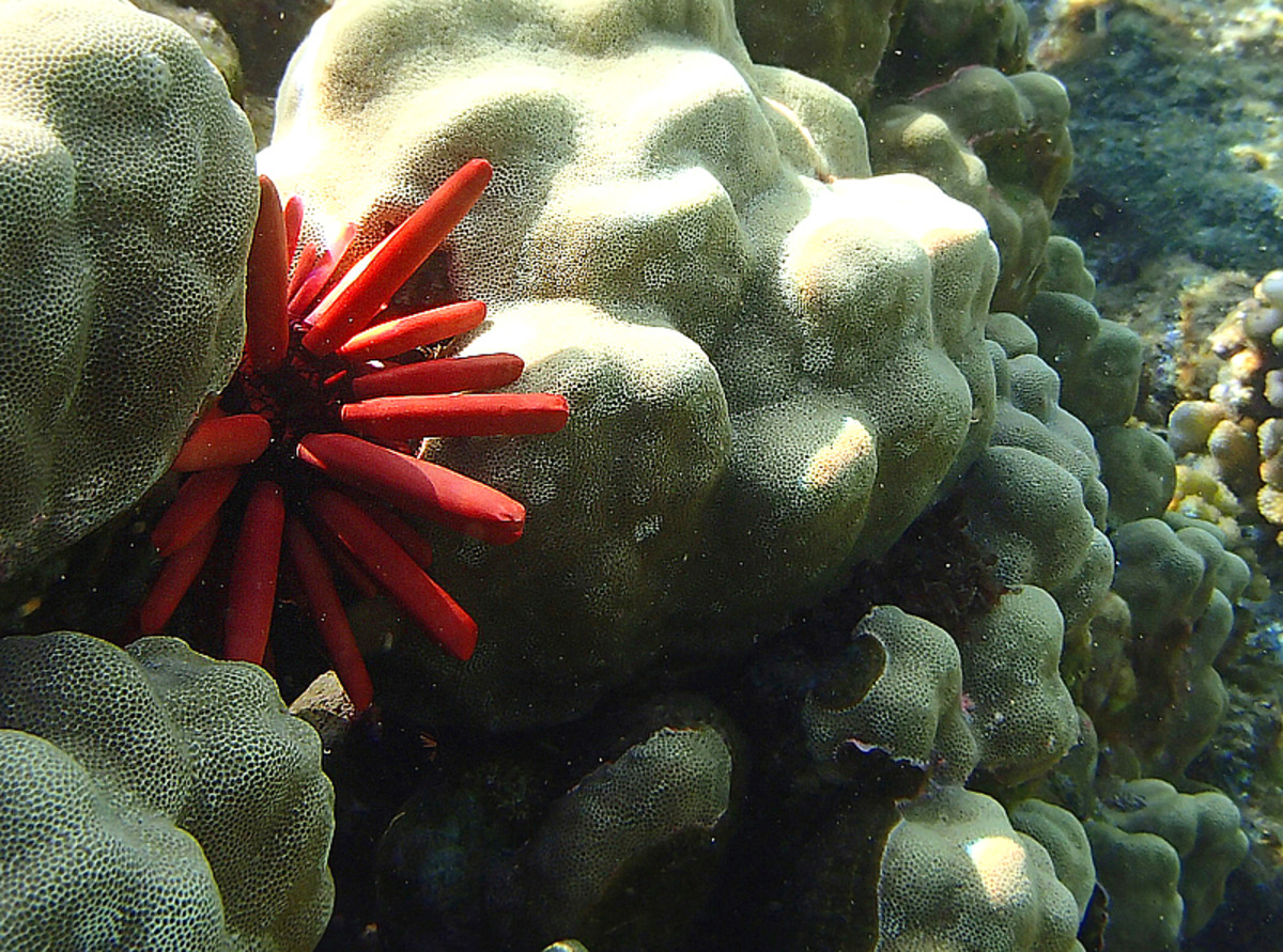 Red slate sea urchin.