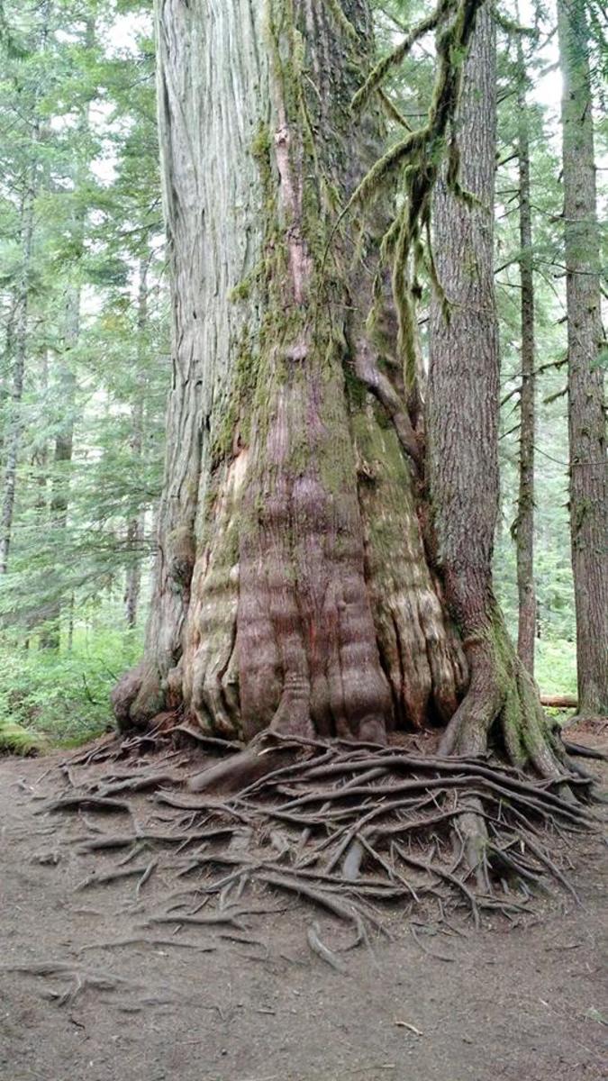Even if there wasn't a beautiful waterfall or creek along the trail, this amazing tree would make the whole hike worth it.