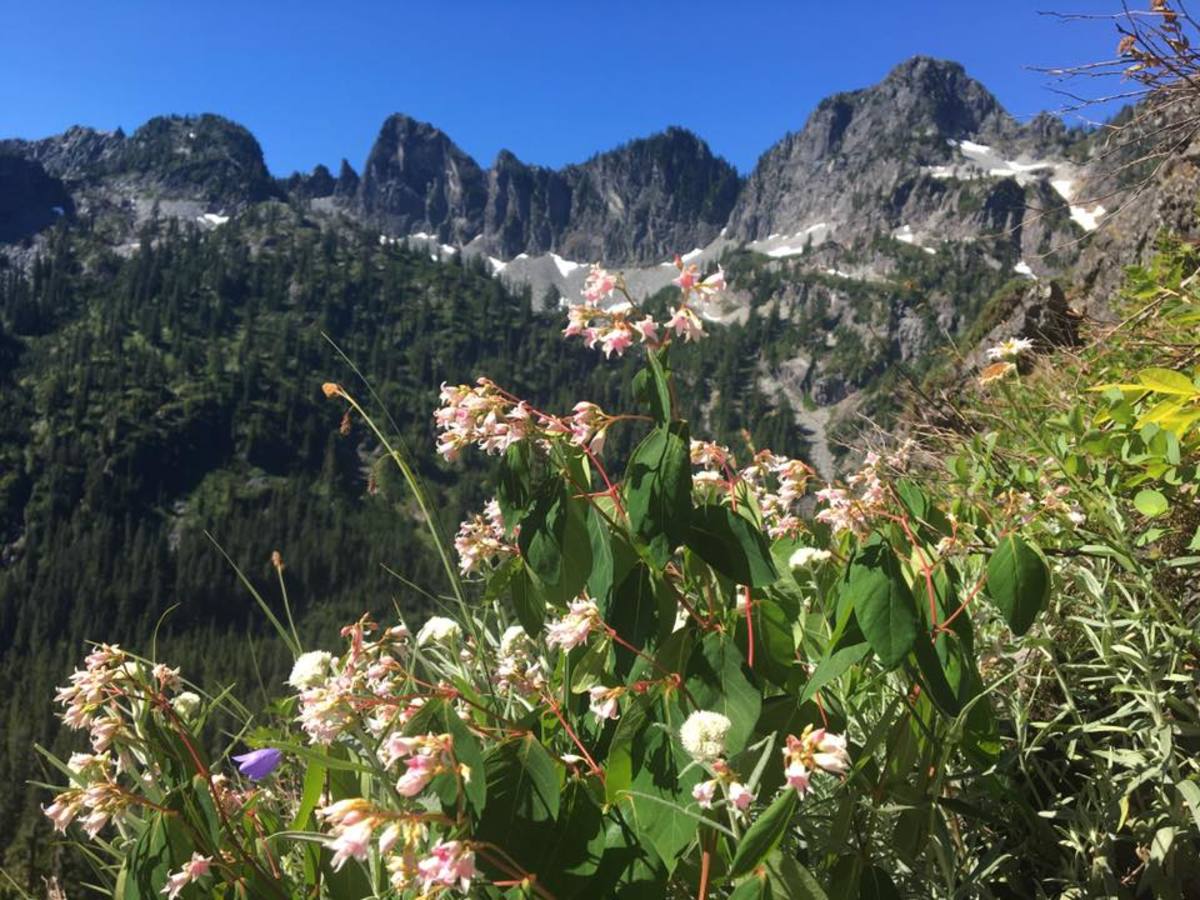 If you time things out right, the wild flowers on this hike are gorgeous.
