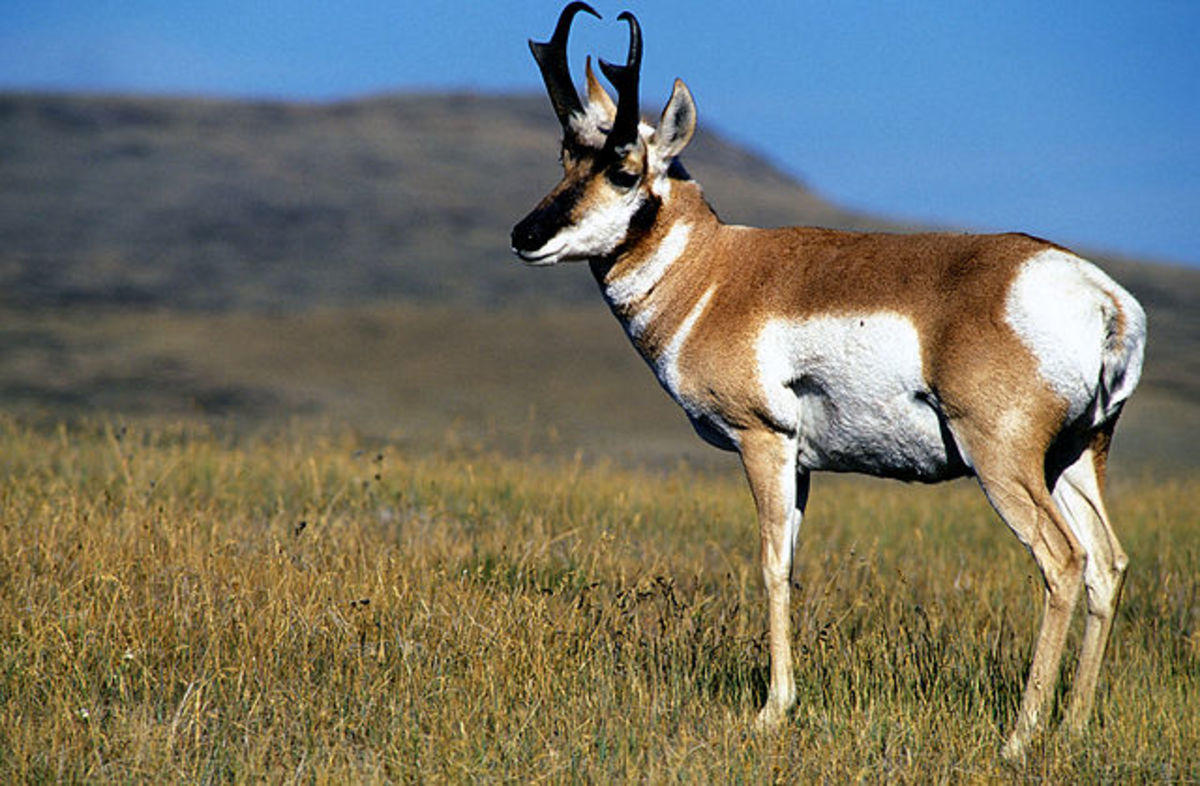 The .24 caliber rounds are excellent pronghorn medicine.