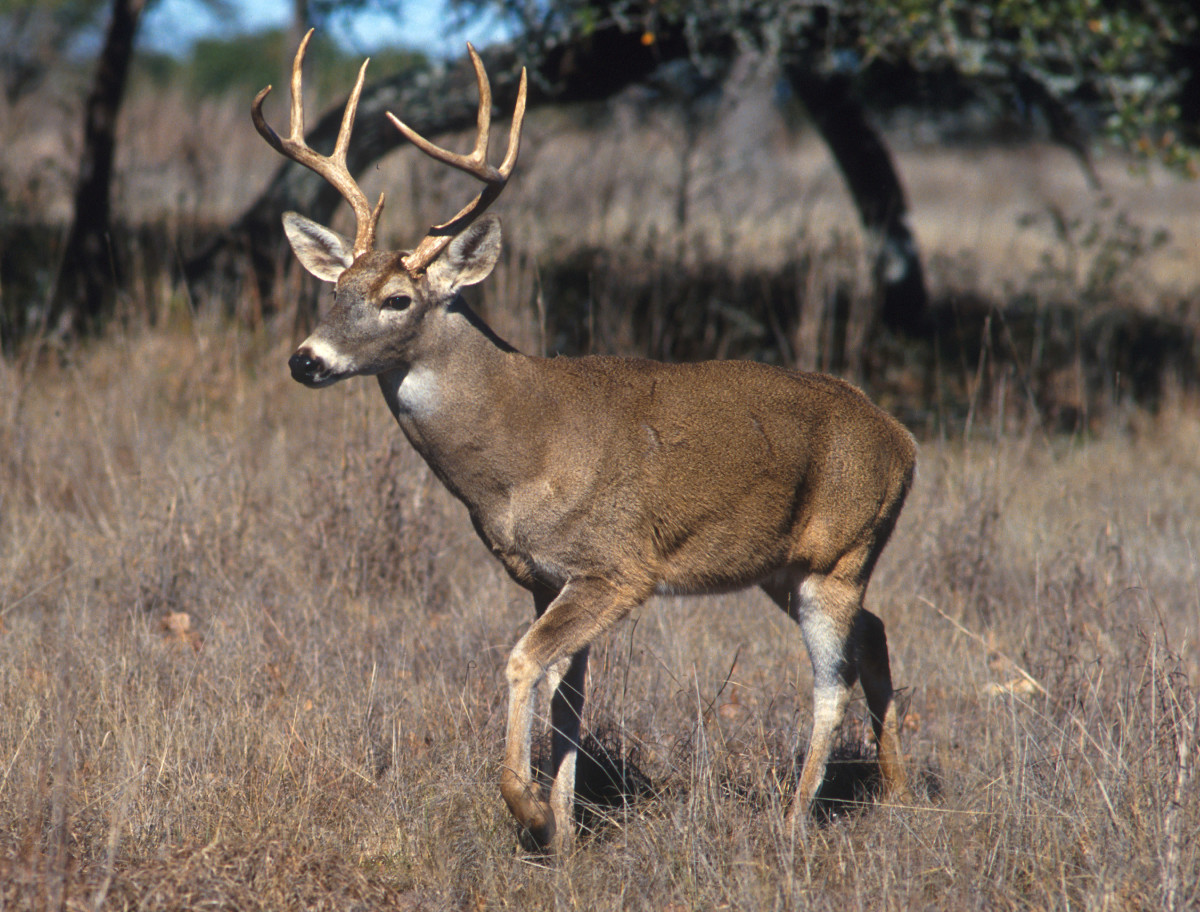 Only the .22-250 proved suitable for smaller deer such as roe deer or this southern whitetail.  .223 is marginal, at best, and the .204 has insufficient impact energy. 
