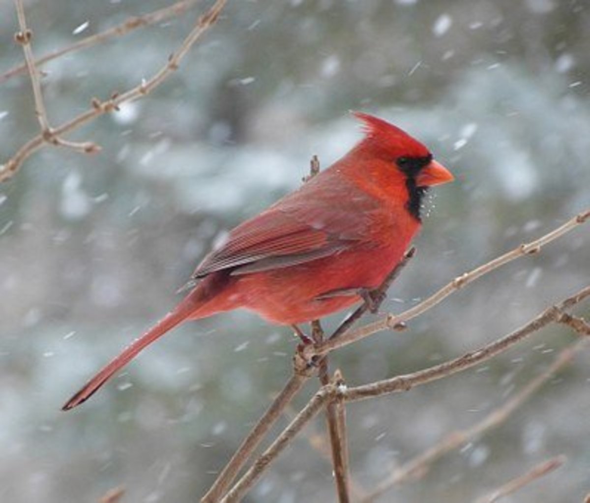 Male Cardinal in winter