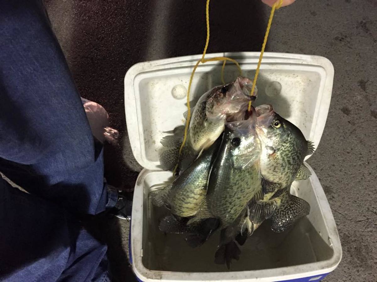A fine haul of fall crappie taken by one of Trickin It Fishing's admin while fishing a local tributary just outside some thick brush, within 50 yards of the main lake.