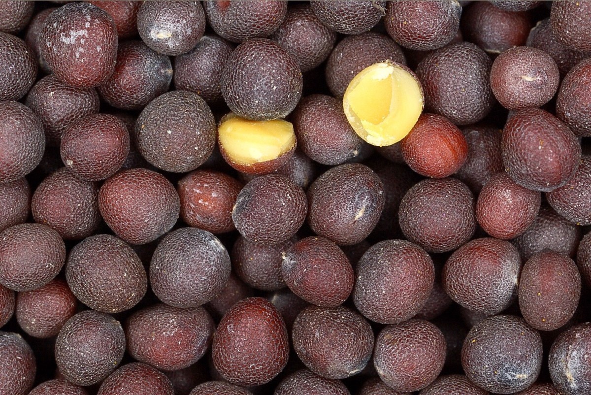 A close-up photo of black mustard seeds