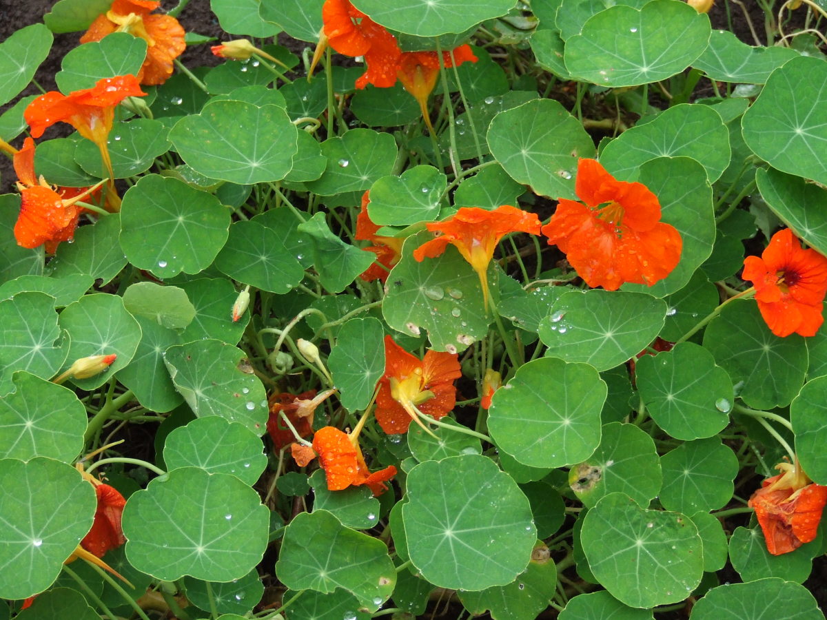 Nasturtiums are nature's own antibiotic powerhouse. They are exceptionally pretty medicinal plants.