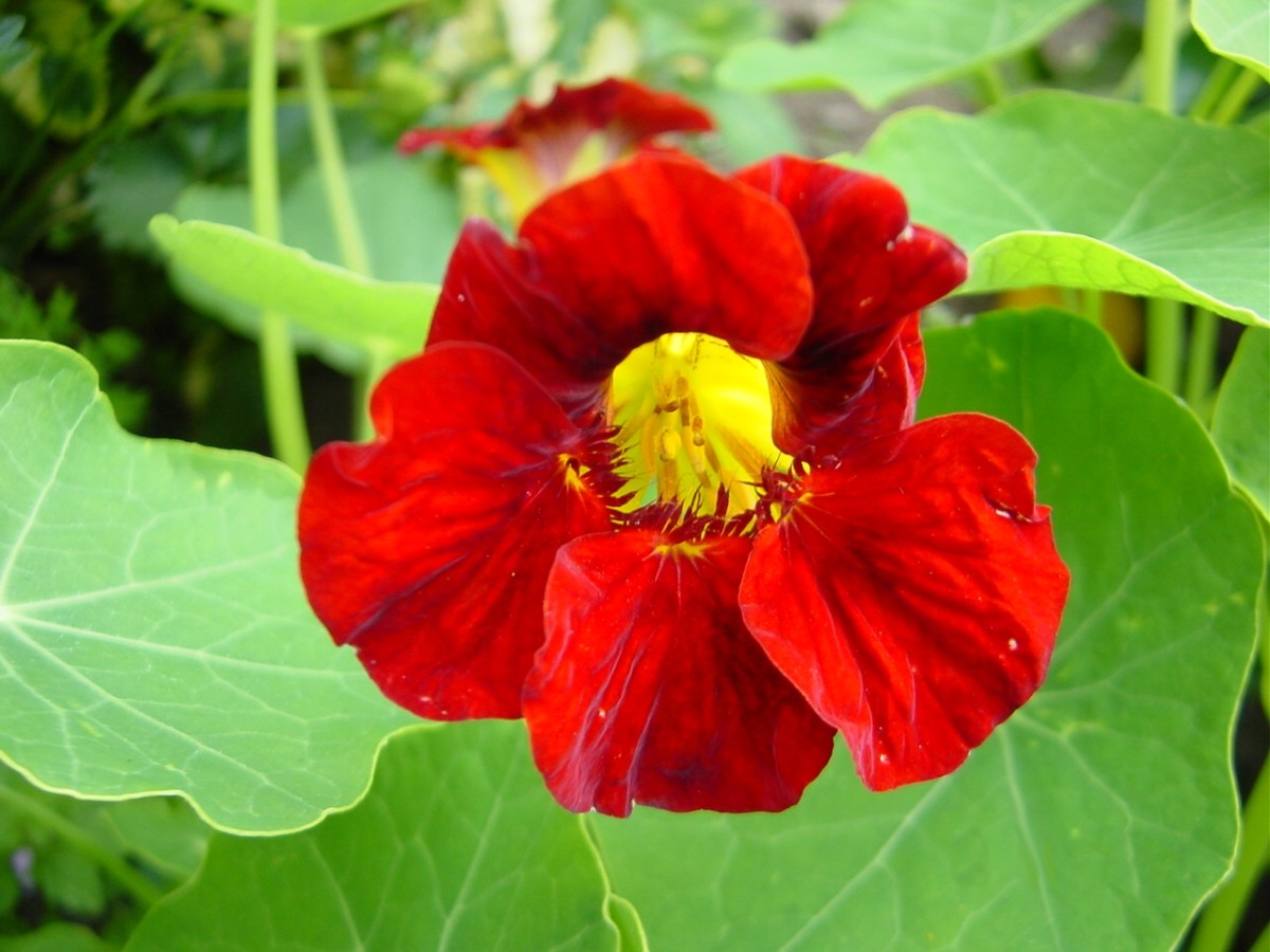 This picture of a Nasturtium Flower gives you an idea of how intense the color can be. 