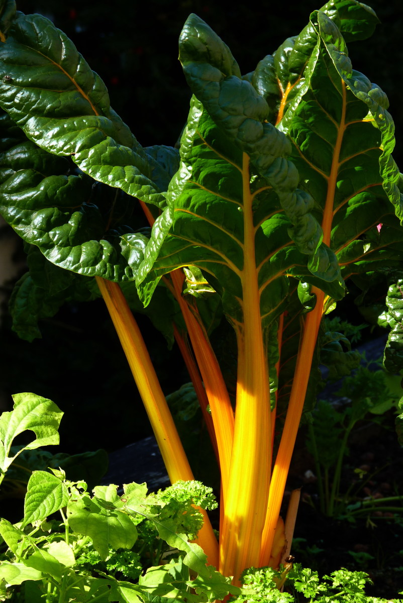 Health Benefits of Silverbeet, Swiss Chard, or Chard CalorieBee