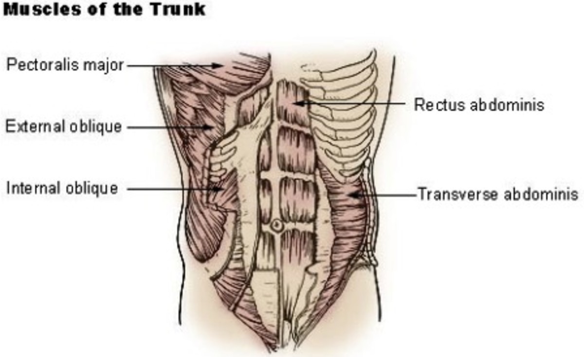 Diagram of Abdominal Muscles