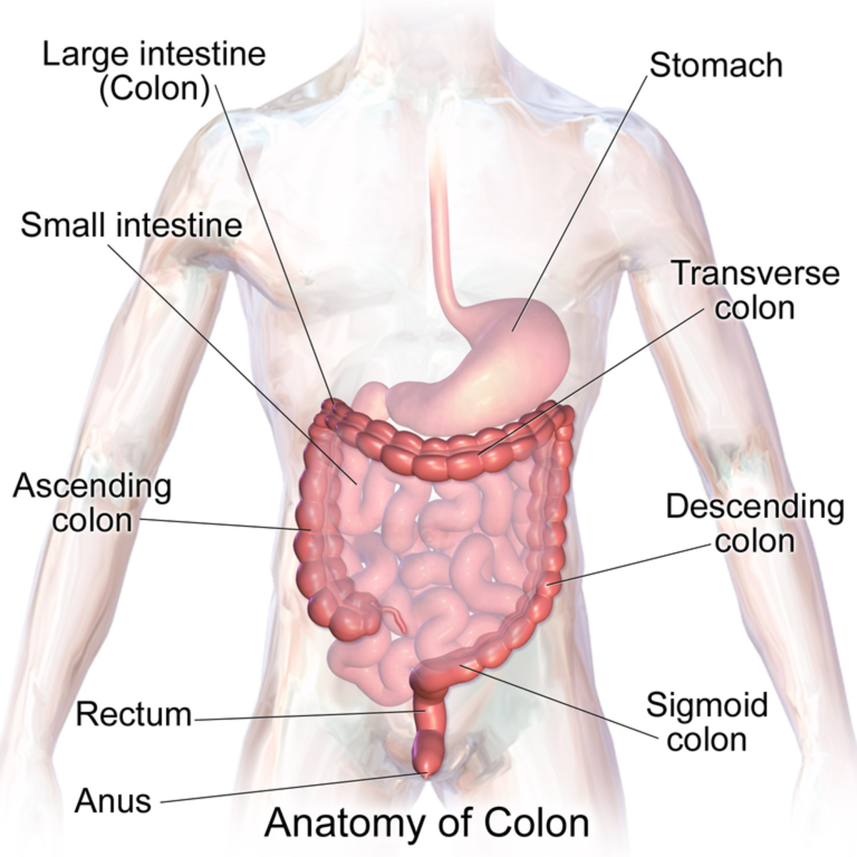 The stomach, small intestine, and large intestine; the longest part of the large intestine is the colon