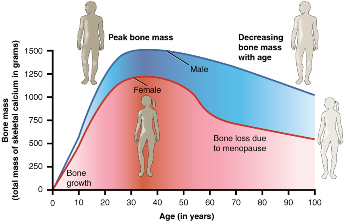 Bone density peaks at about 30 years of age. Women lose bone mass more rapidly than men. Regular algae calcium supplementing may reverse this trend.