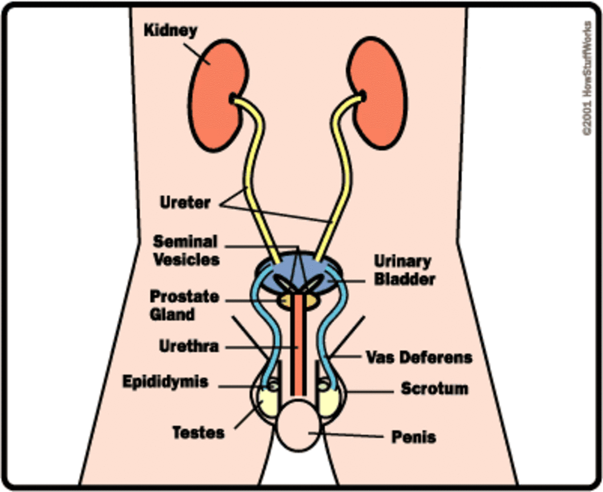 MALE REPRODUCTIVE ORGANS