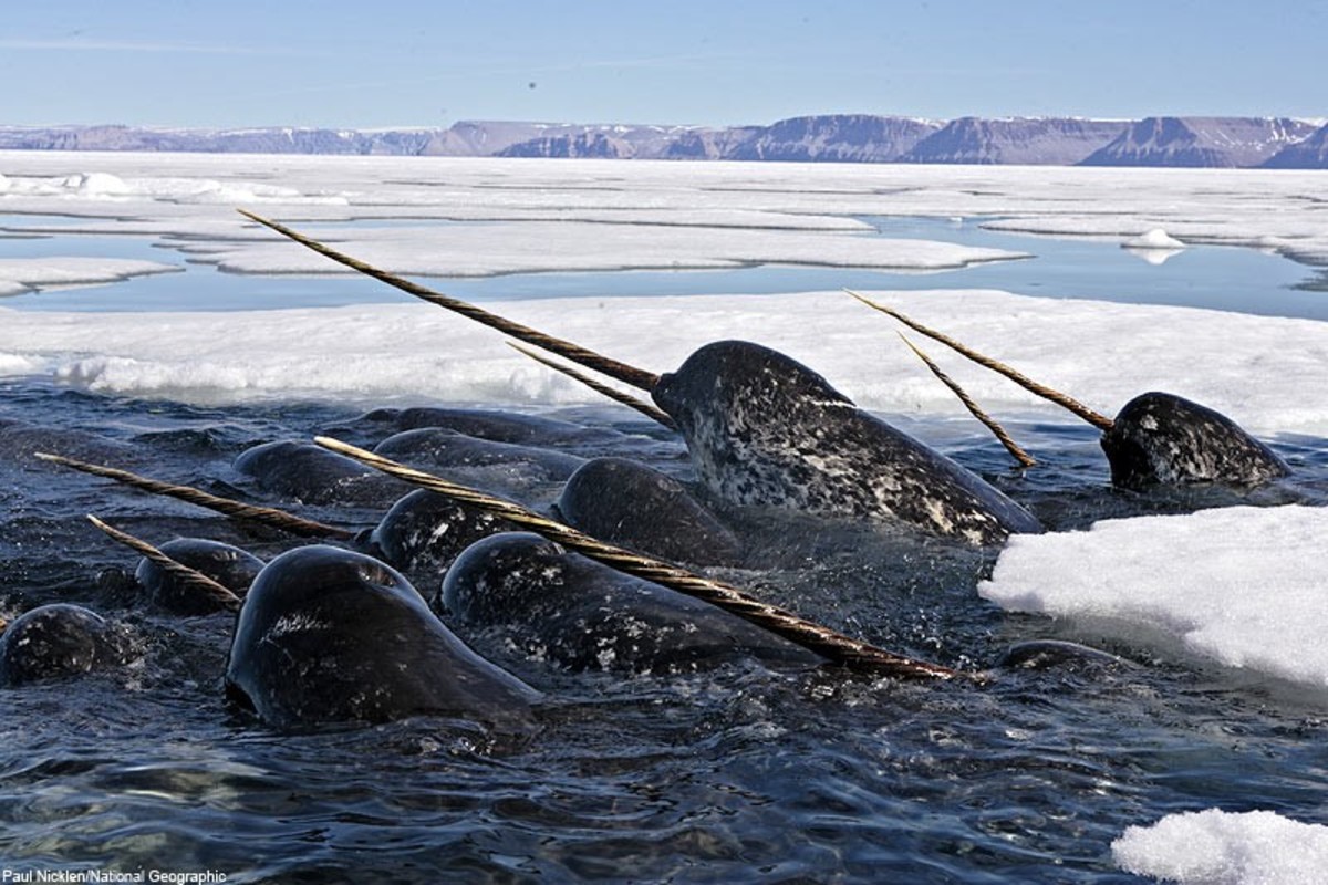 The unicorns of the sea: narwhals