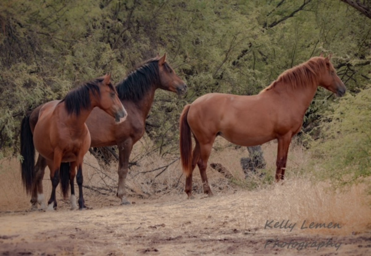 the-wild-horses-of-the-lower-salt-river-in-arizona
