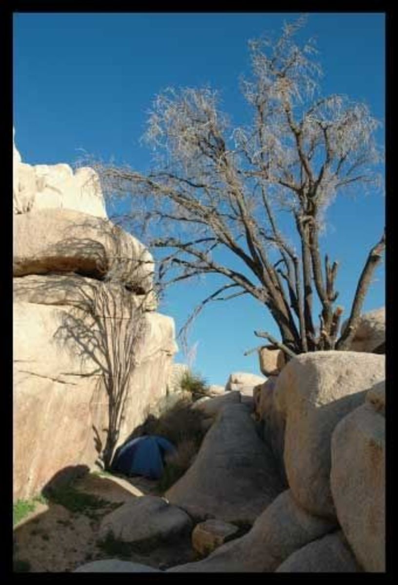 firt-timers-guide-to-joshua-tree