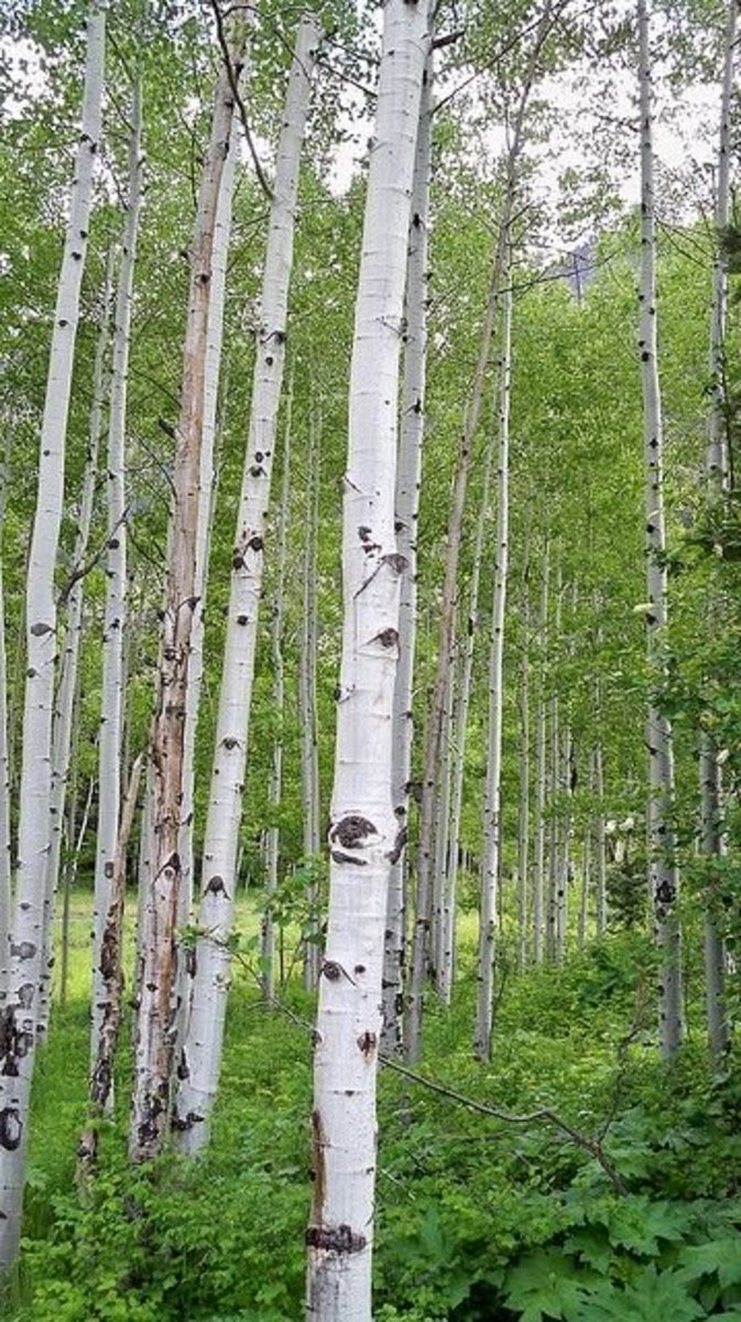 Aspens in Ouray