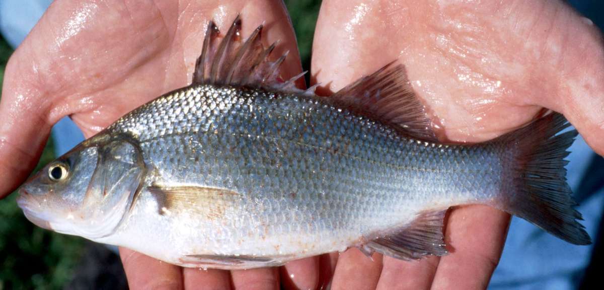 White Perch will work hard to get you a bite.
