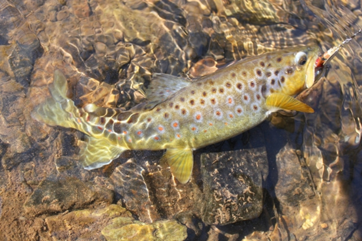 Spinner Fishing for Trout: Try These Tips for More Fish - SkyAboveUs
