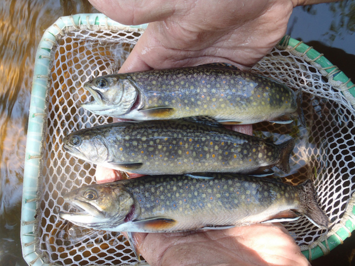 Brook trout (technically a member of the char family) are typically smaller than other trout species, but make up for it in their aggression and willingness to bite spinners.