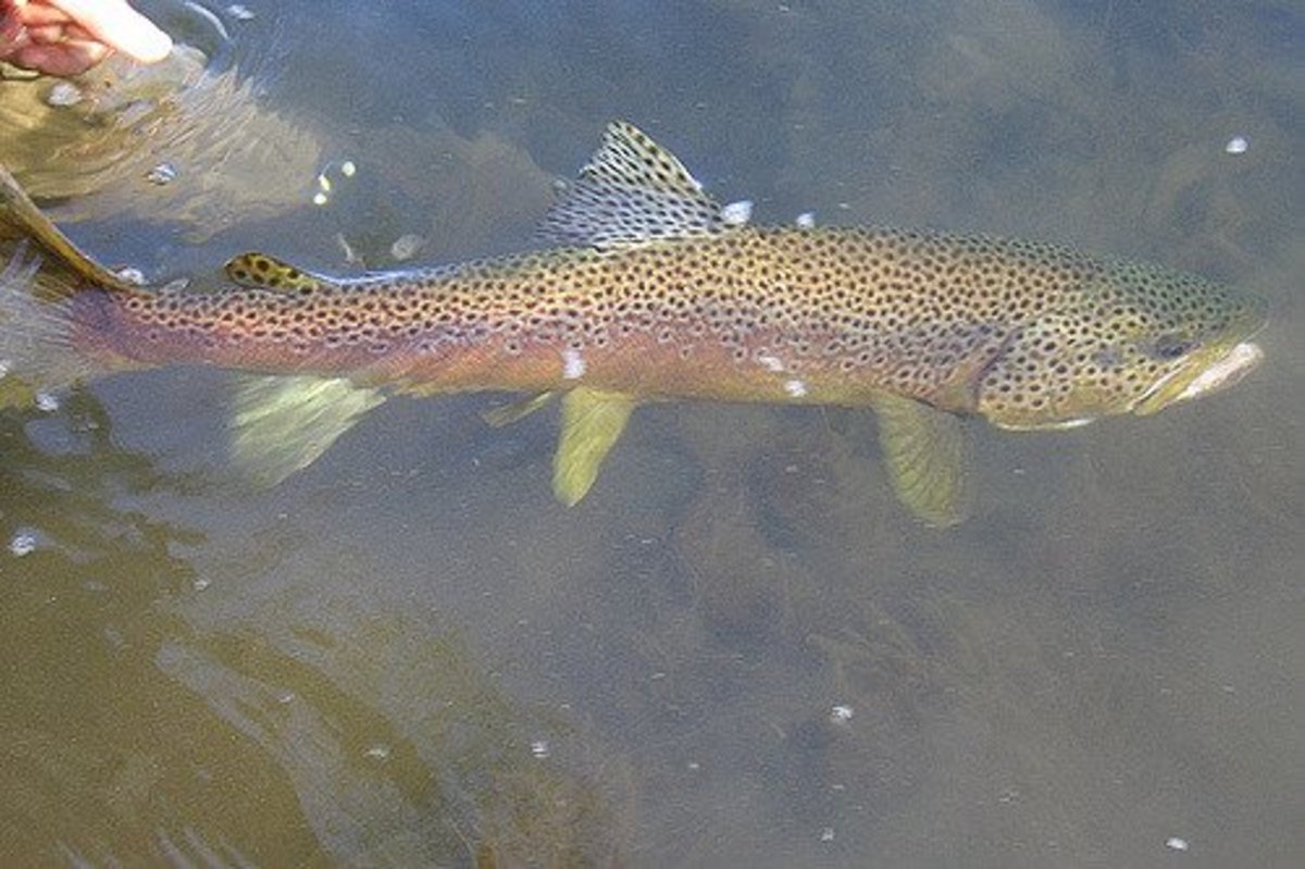 A hefty brown trout. Although I couldn't tell you why, brown trout seem to prefer gold plated spinners with darker bodies.