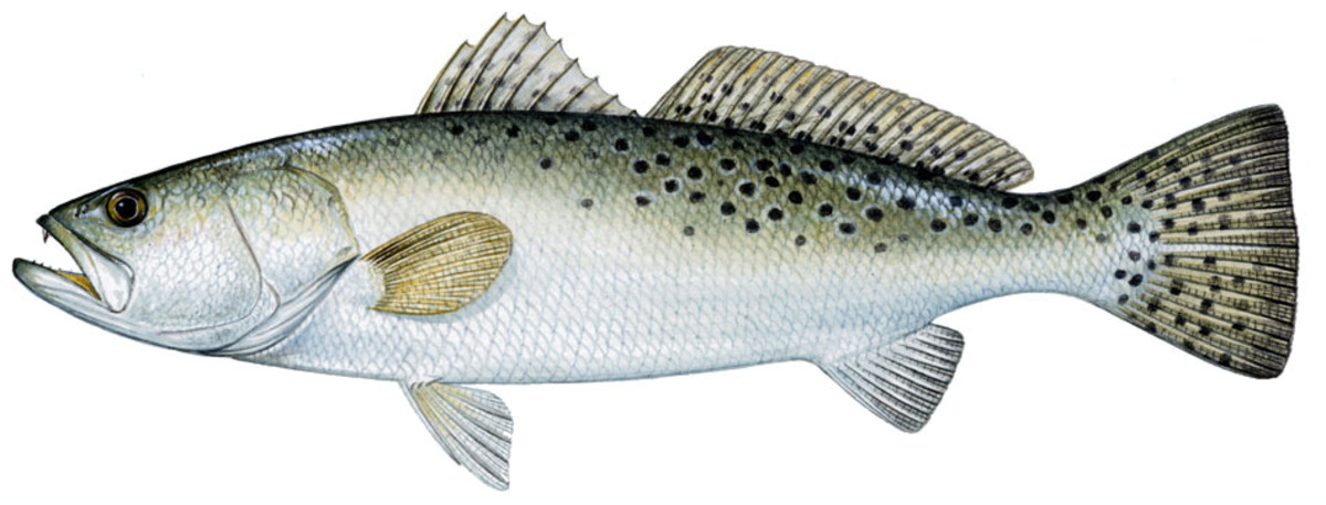 speckled trout lures saltwater