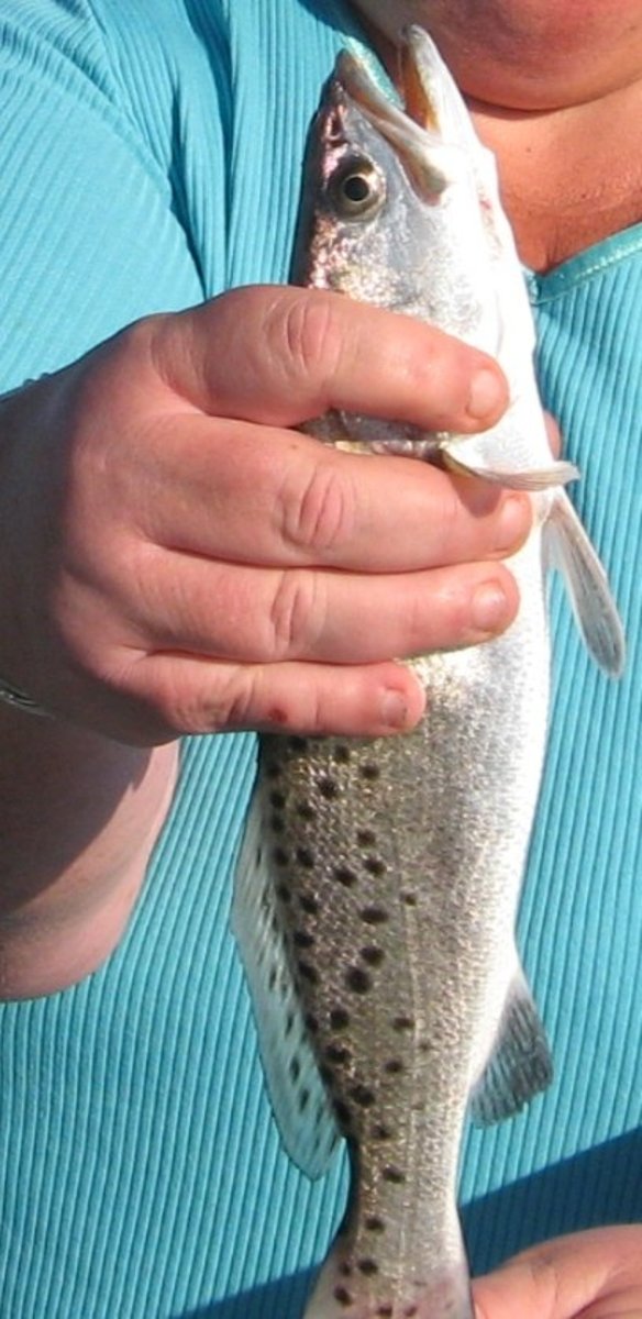 A small sea trout I caught from the Fernandina Beach pier.