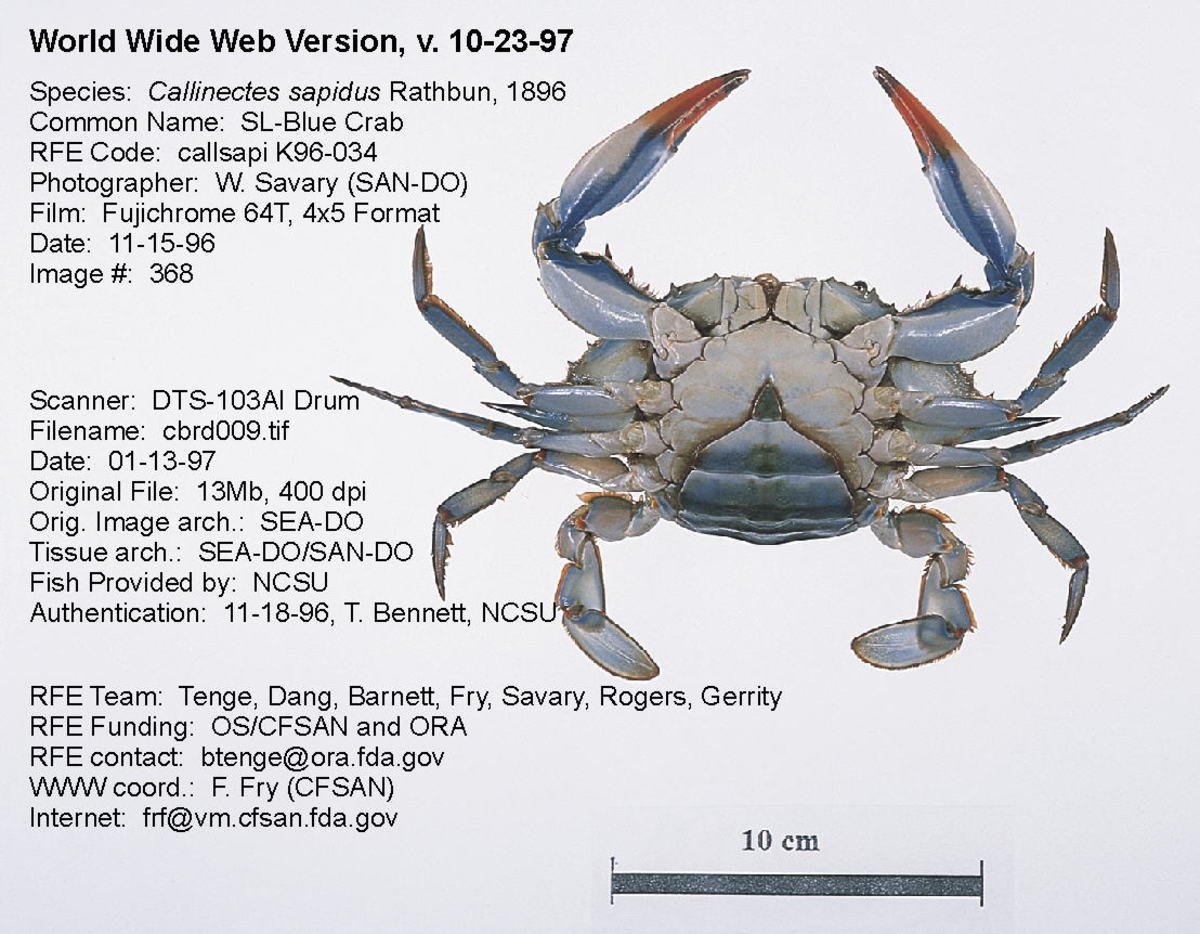 Mature female crab.