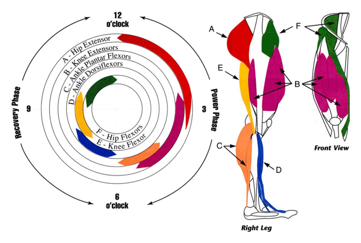 Cycling leg muscle anatomy and their use during the pedal stroke.