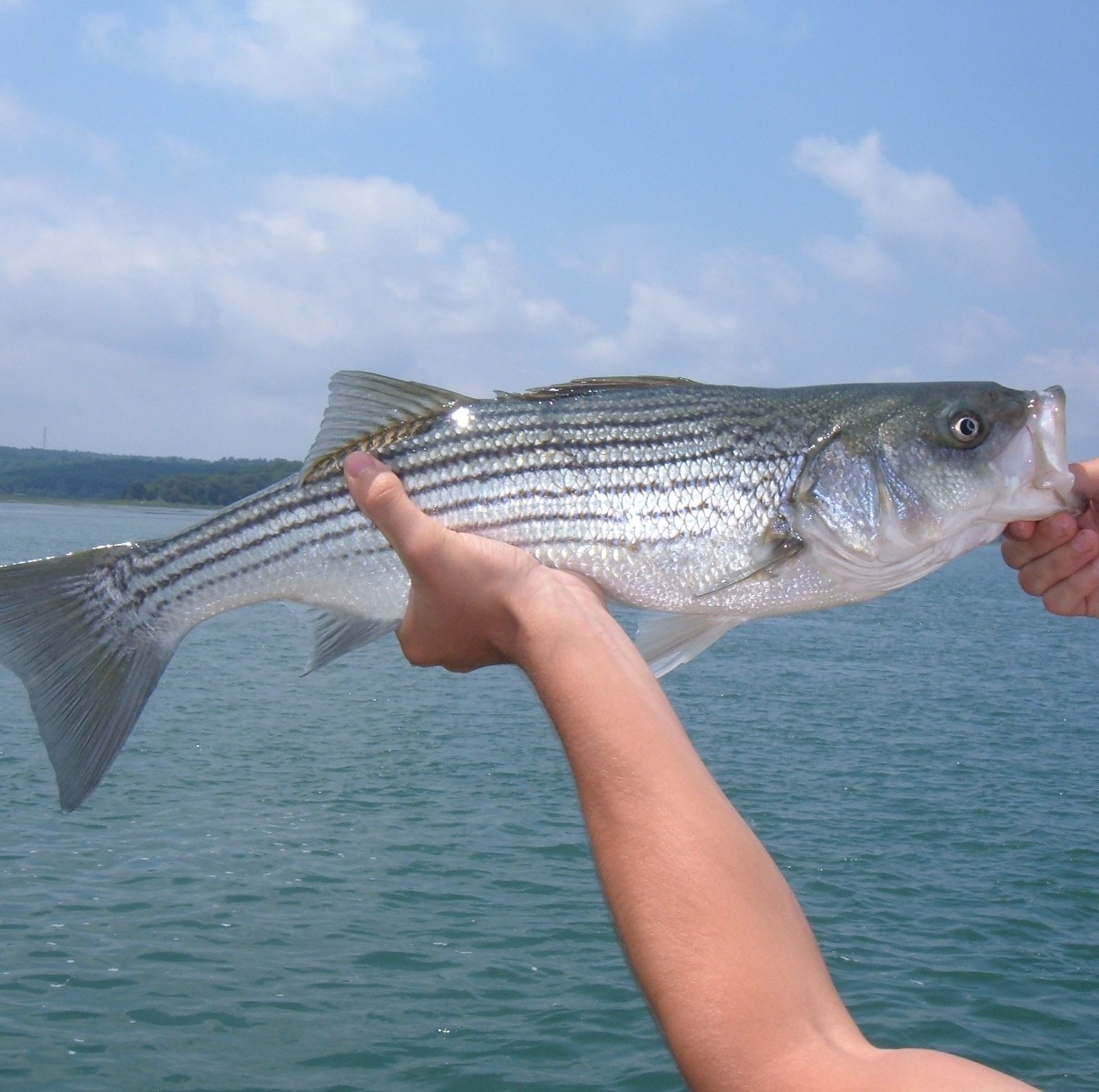 catching-stripers-with-sand-worms