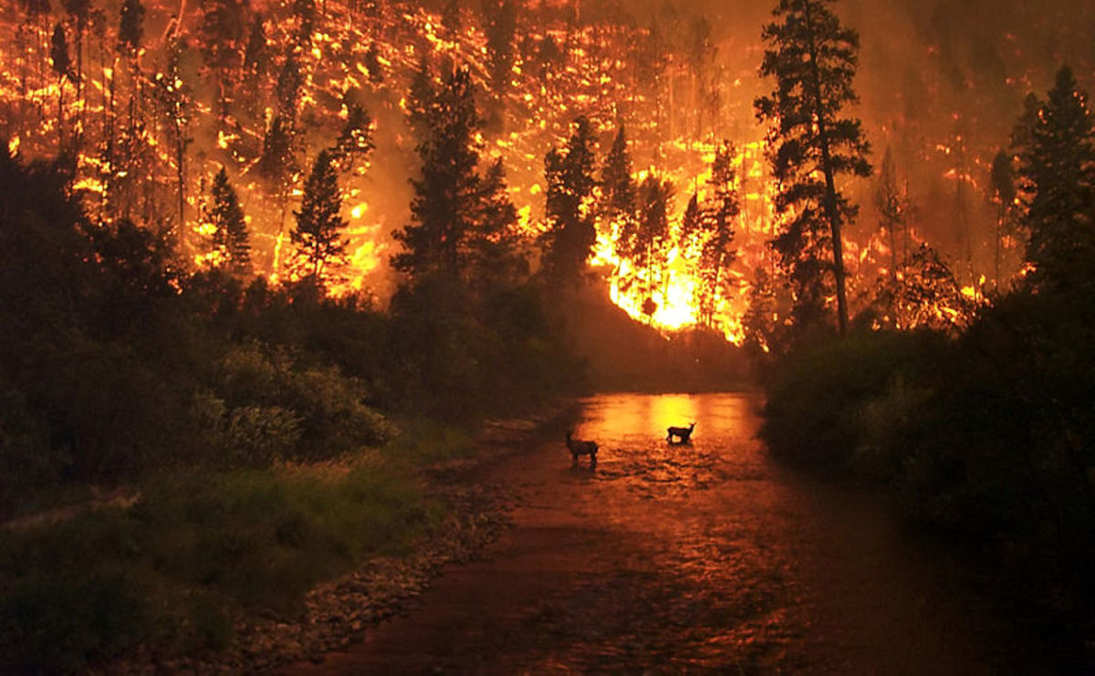 Deer seeking water during a wildfire