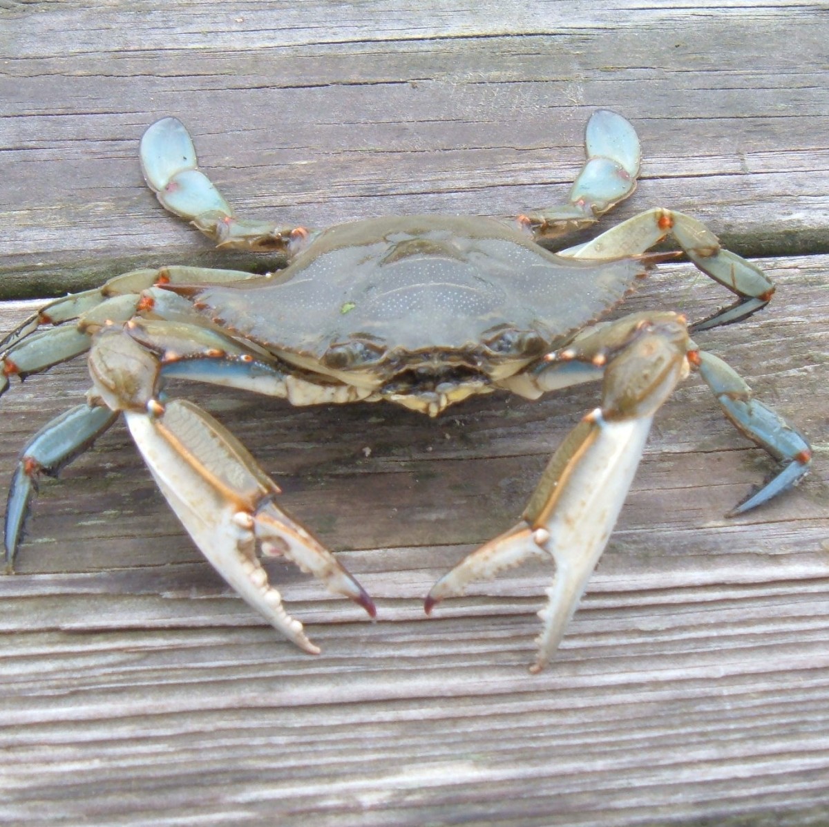 Male blue claw crab.